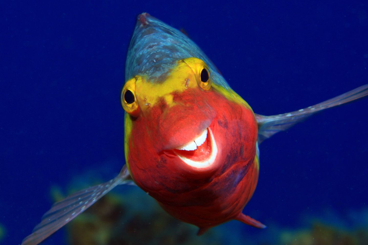 Arthur Telle Thiemenn/Comedy Wildlife Photography Award Winners 2020 Arthur Telle Thiemenn/Comedy Wildlife Photography Award Winners 2020