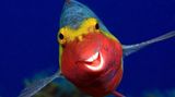 Arthur Telle Thiemenn/Comedy Wildlife Photography Award Winners 2020