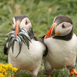 Krisztina Scheeff/Comedy Wildlife Photography Award