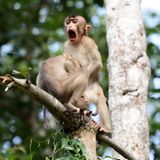 Megan Lorenz/Comedy Wildlife Photography Award