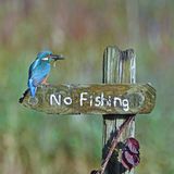 Sally Lloyd-Jones/Comedy Wildlife Photography Award