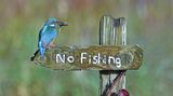 Sally Lloyd-Jones/Comedy Wildlife Photography Award