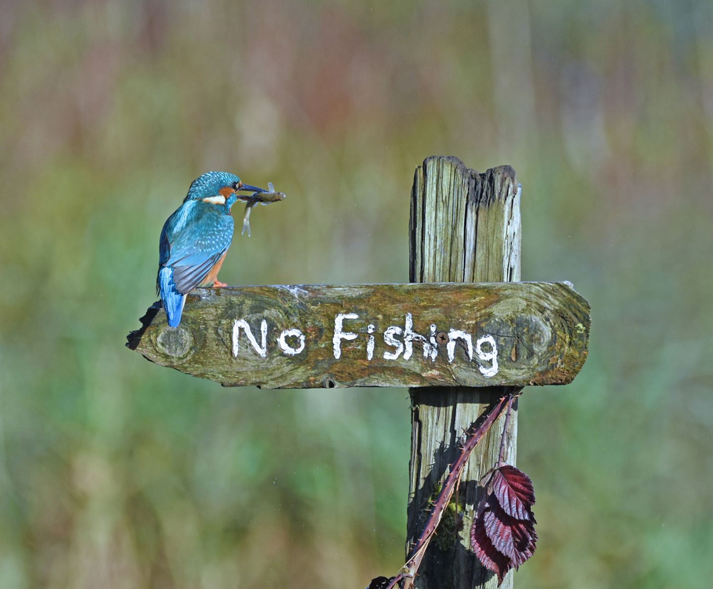 Sally Lloyd-Jones/Comedy Wildlife Photography Award