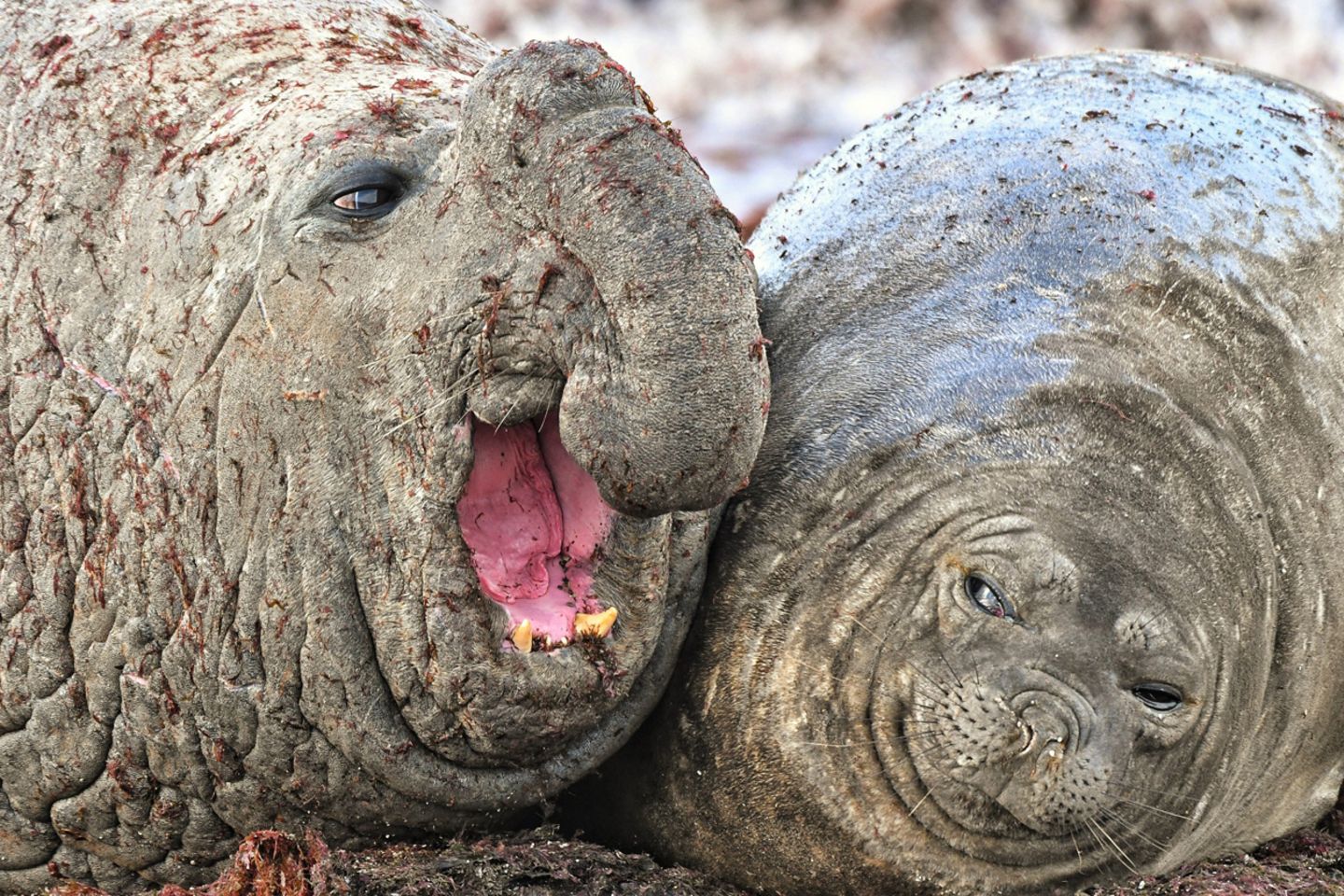 Luis Burgueño/Comedy Wildlife Photography Award