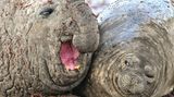 Luis Burgueño/Comedy Wildlife Photography Award