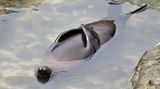 Sue Hollis/Comedy Wildlife Photography Award