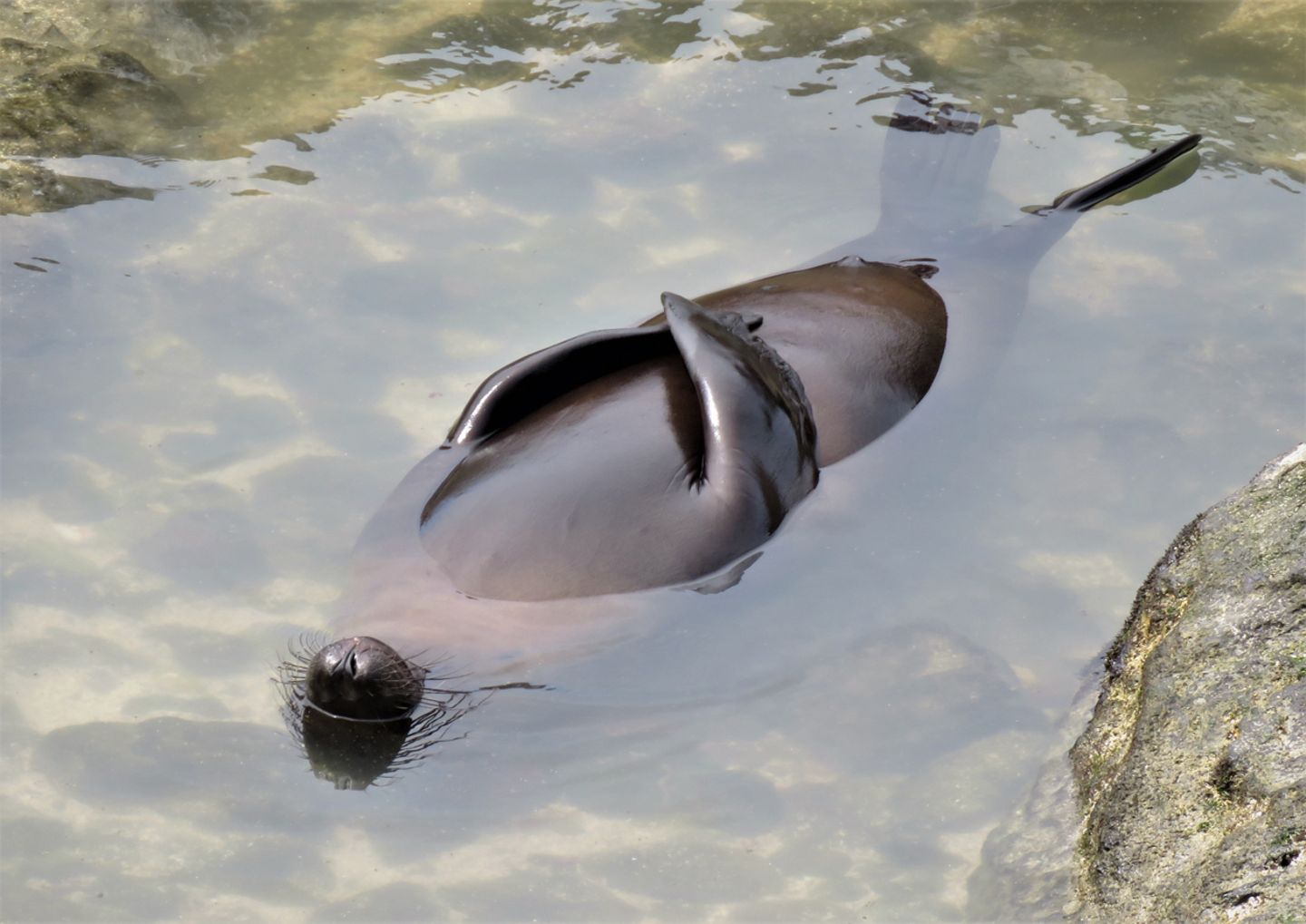 Sue Hollis/Comedy Wildlife Photography Award