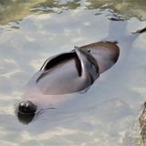 Sue Hollis/Comedy Wildlife Photography Award