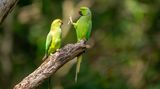 Petr Sochman/Comedy Wildlife Photography Award
