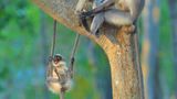 Thomas Vijayan/Comedy Wildlife Photography Award