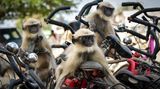 Yevhen Samuchenko/Comedy Wildlife Photography Award