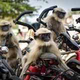 Yevhen Samuchenko/Comedy Wildlife Photography Award