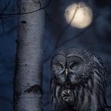 Jonas Classon/Siena International Photo Awards