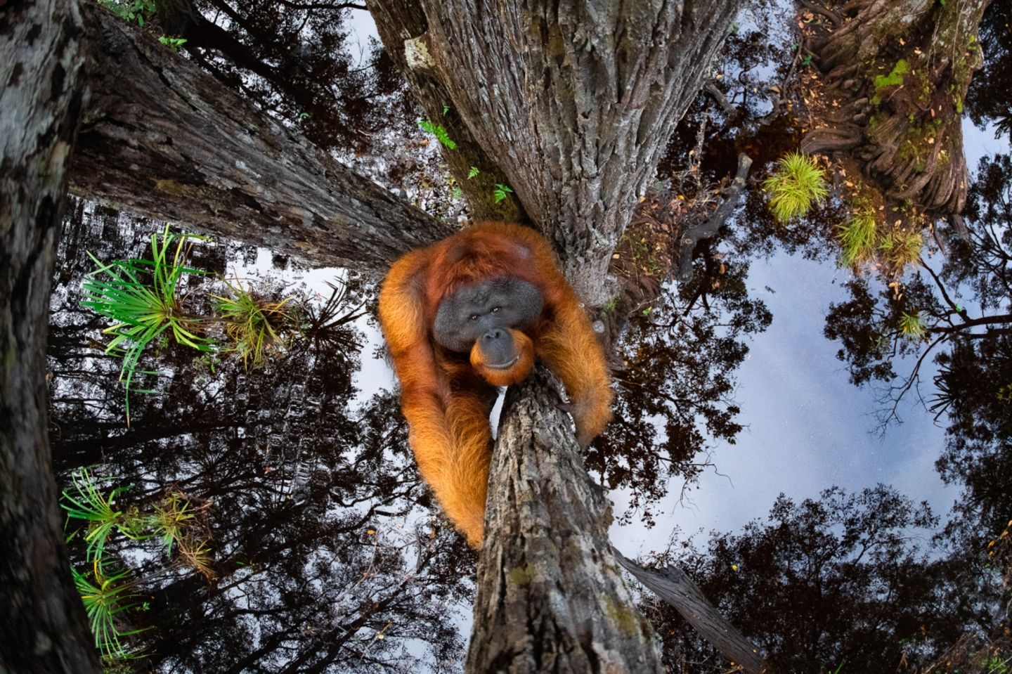 Thomas Vijayan/Siena International Photo Awards