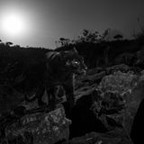 William Burrard-Lucas/Siena International Photo Awards