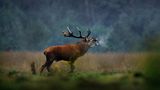 Hirschbrunft im Herbst