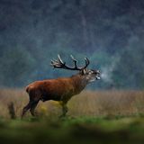 Hirschbrunft im Herbst