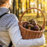 Pilzsuche im Herbst