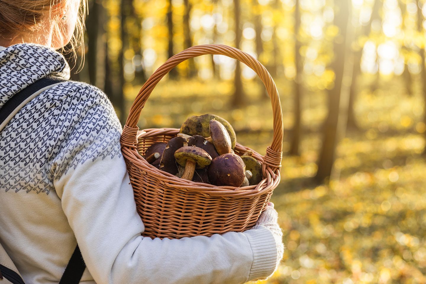 Die Schätze des Waldes sammeln Pilzsuche im Herbst