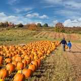 Kürbisfeld