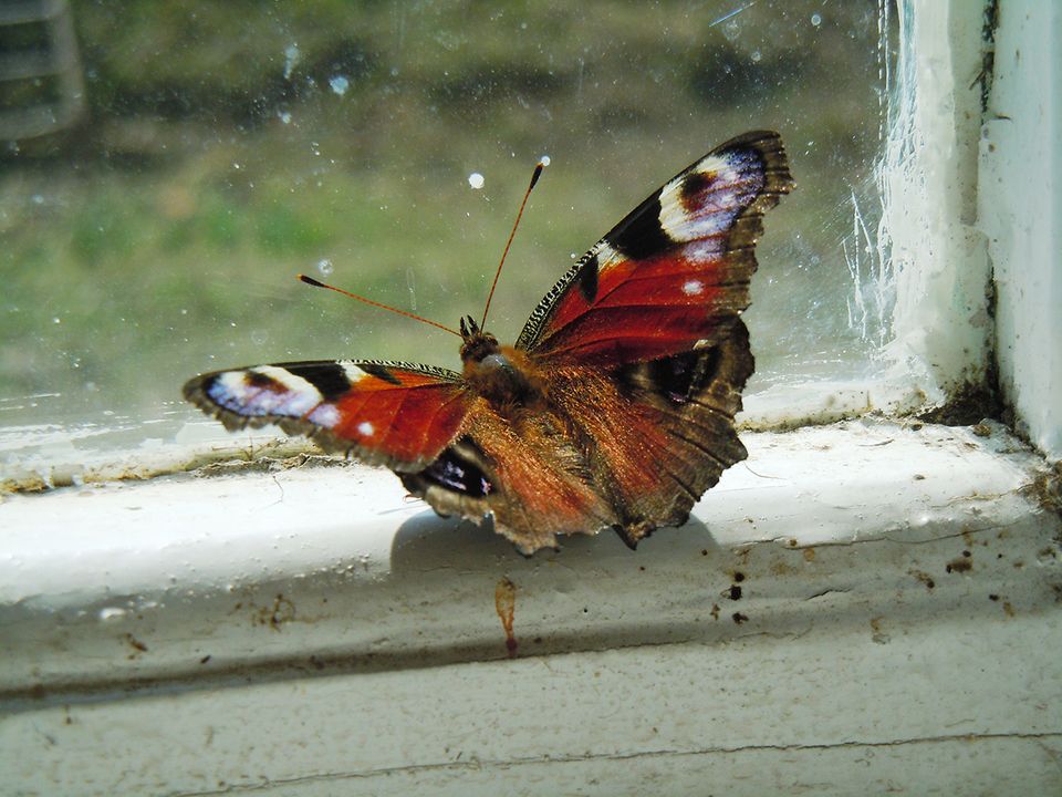 Tagpfauenauge am Fenster