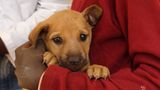Tollwut: Gefahr für Hund und Mensch
