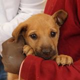 Tollwut: Gefahr für Hund und Mensch