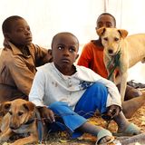 Tollwut: Gefahr für Hund und Mensch - Bild 2