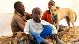 Tollwut: Gefahr für Hund und Mensch - Bild 2