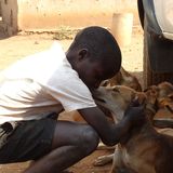 Tollwut: Gefahr für Hund und Mensch - Bild 3