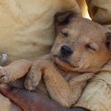 Tollwut: Gefahr für Hund und Mensch - Bild 4