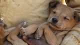 Tollwut: Gefahr für Hund und Mensch - Bild 4