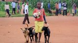 Tollwut: Gefahr für Hund und Mensch - Bild 5