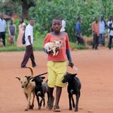 Tollwut: Gefahr für Hund und Mensch - Bild 5