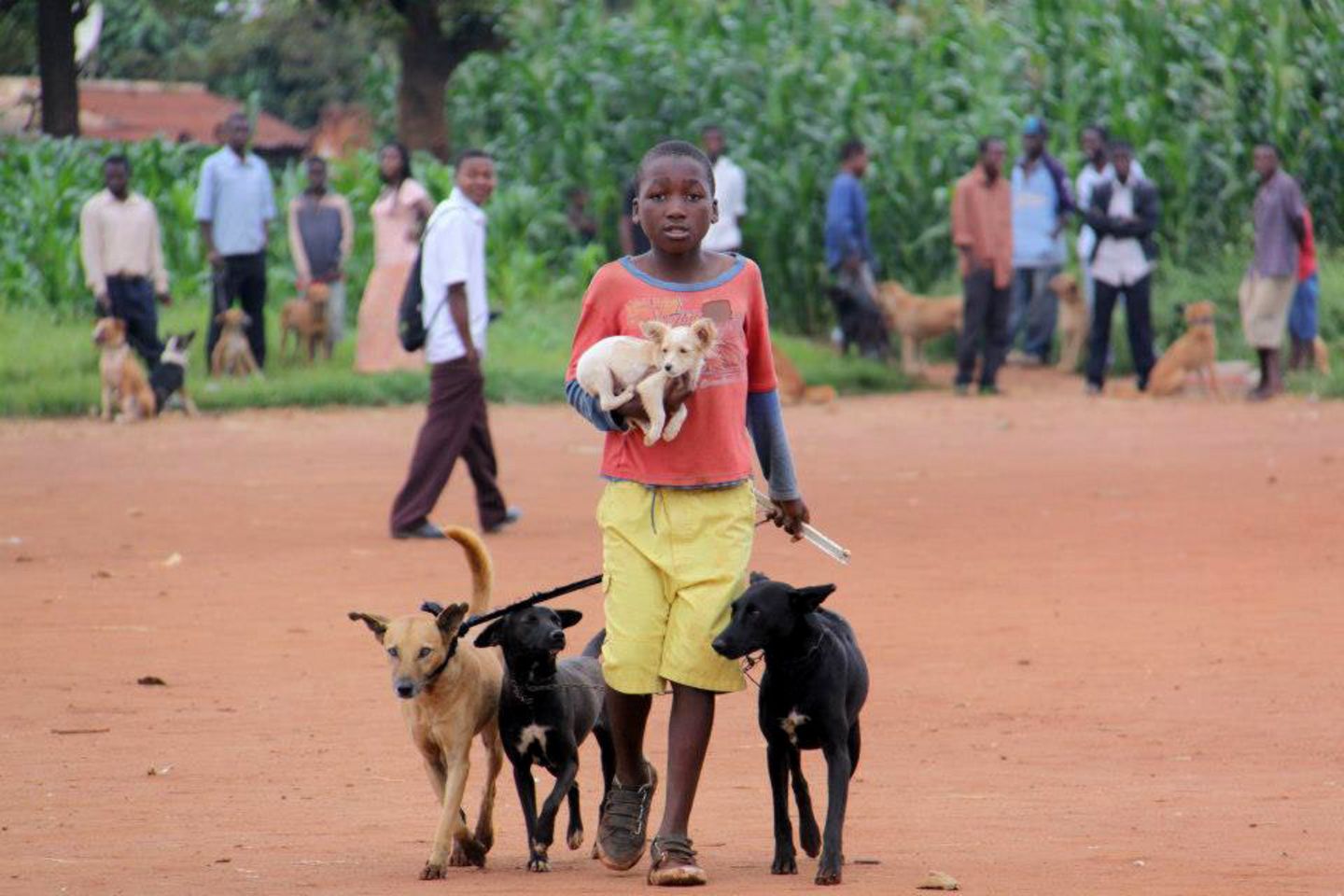 Tollwut: Gefahr für Hund und Mensch - Bild 5