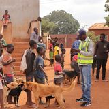 Tollwut: Gefahr für Hund und Mensch - Bild 6