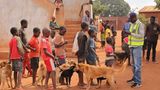 Tollwut: Gefahr für Hund und Mensch - Bild 6