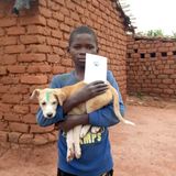 Tollwut: Gefahr für Hund und Mensch - Bild 7