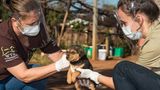 Tollwut: Gefahr für Hund und Mensch - Bild 8