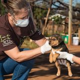 Tollwut: Gefahr für Hund und Mensch - Bild 8