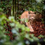 Abenteuer Grünes Band