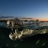 Alex Rose/National Wildlife’s 2020 Photo Contest