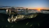 Alex Rose/National Wildlife’s 2020 Photo Contest