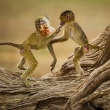 Rian van Schalkwyk/2020 National Wildlife® Photo Contest