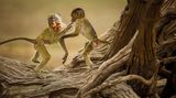 Rian van Schalkwyk/2020 National Wildlife® Photo Contest