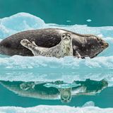 Mark Kelley/2020 National Wildlife® Photo Contest