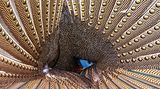 Ron Magill/2020 National Wildlife® Photo Contest