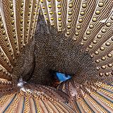 Ron Magill/2020 National Wildlife® Photo Contest