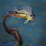 Meg Puente/2020 National Wildlife® Photo Contest