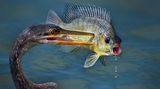 Meg Puente/2020 National Wildlife® Photo Contest
